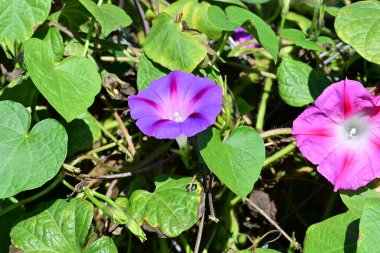 Bahçedeki güzel mor çiçekler