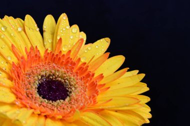 Gerbera çiçeği koyu arkaplanda