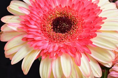 Gerbera çiçeği koyu arkaplanda