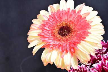 Gerbera çiçeği koyu arkaplanda