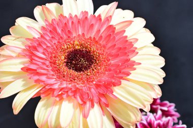 Gerbera çiçekleri koyu arkaplanda