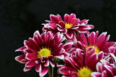 Güzel çiçek açan kasımpatılar, yaklaşın. 