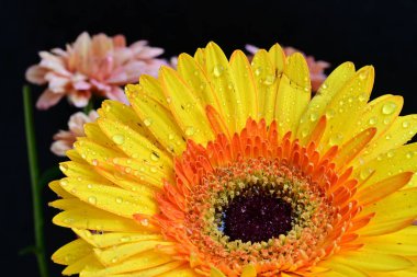 Gerbera çiçekleri koyu arkaplanda