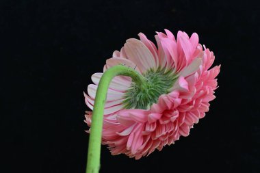 Siyah arka planda güzel Gerbera çiçeği