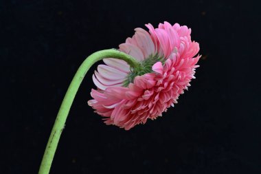 Siyah arka planda güzel Gerbera çiçeği