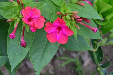 Bahçede güzel kırmızı ve beyaz çiçekler