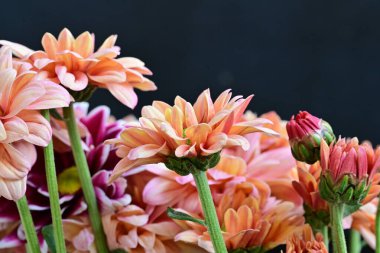 Koyu arkaplanda güzel, parlak sonbahar kasımpatıları 