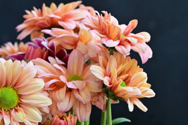 Koyu arkaplanda güzel, parlak sonbahar kasımpatıları 