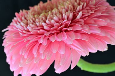 Güzel pembe kasımpatı çiçeği. Yakın görüş. 