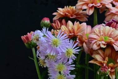 Koyu arkaplanda güzel, parlak sonbahar kasımpatıları 