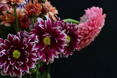 Koyu arkaplanda güzel, parlak sonbahar kasımpatıları 