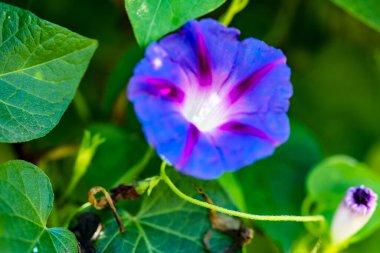 Bahçedeki güzel mor çiçekler