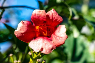 Güzel Çiçeklerin Yakından Görünümü, Doğa Arkaplanı 
