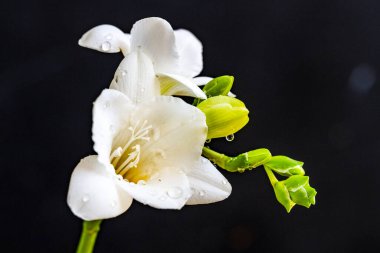 Güzel beyaz orkide çiçekleri yakın