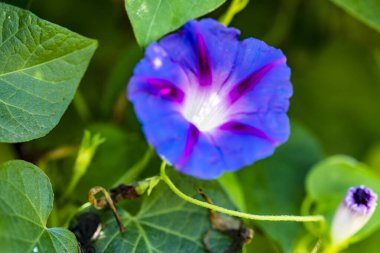 Bahçedeki güzel mor çiçekler