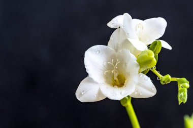 Siyah zemin üzerinde su damlaları olan beyaz orkide çiçeği