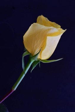 sarı gül çiçek görünümünü kapat 