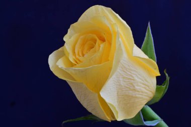 sarı gül çiçek görünümünü kapat 