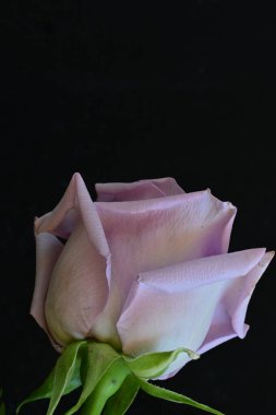 Siyah arkaplanda güzel mor bir gül 