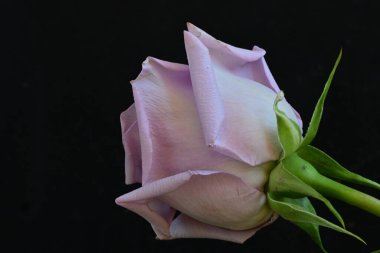 Siyah arkaplanda güzel mor bir gül 