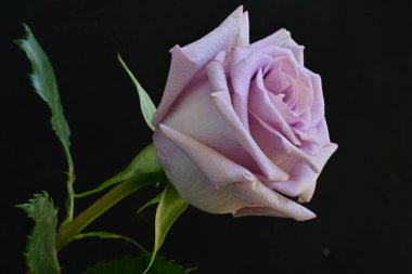 Siyah arkaplanda güzel mor bir gül 