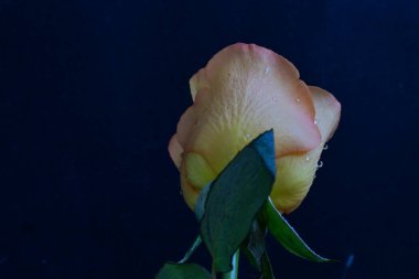 Siyah arka planda güzel bir gül çiçeği 