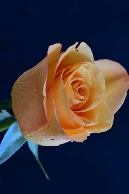 Siyah arka planda güzel bir gül çiçeği 