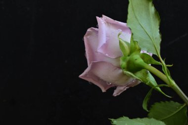 Siyah arkaplanda su damlalarında güzel mor bir gül. 