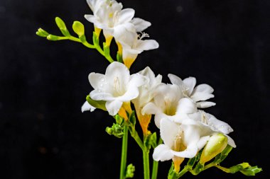 Güzel Çiçeklerin Yakından Görünümü, Doğa Arkaplanı 