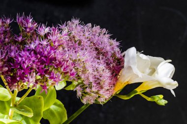 Güzel Çiçeklerin Yakından Görünümü, Doğa Arkaplanı 