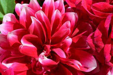 kırmızı kasımpatı çiçekleri kapatın