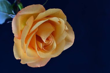 Siyah arkaplanda sarı bir gül 