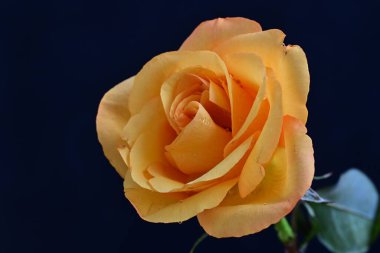 Siyah arkaplanda sarı bir gül 