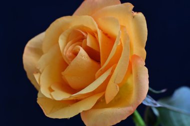 Siyah arkaplanda sarı bir gül 