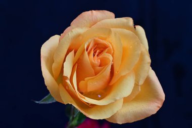 Siyah arkaplanda sarı bir gül 