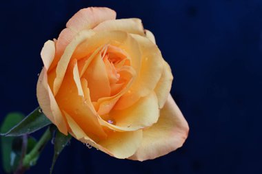 Siyah arkaplanda sarı bir gül 