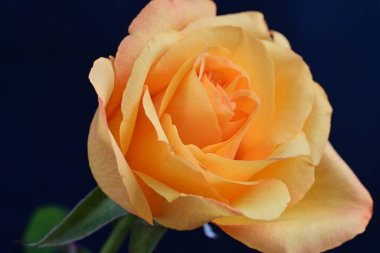 Siyah arkaplanda sarı bir gül 