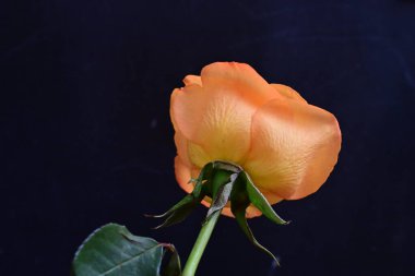 Siyah arkaplanda sarı bir gül 