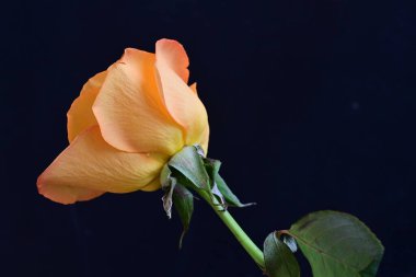 Siyah arkaplanda sarı bir gül 