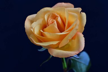 Siyah arkaplanda sarı bir gül 