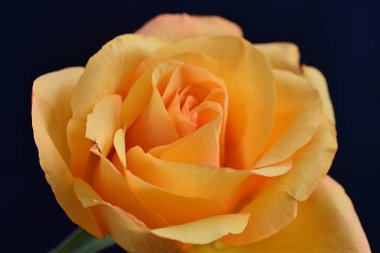 Siyah arkaplanda sarı bir gül 