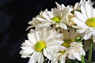 siyah arka plan üzerine beyaz papatya çiçeği