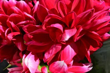 Kırmızı yıldız çiçekleri kapanıyor siyaha