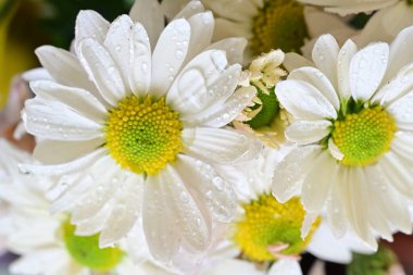 Vazoda güzel papatyalar, yakın manzara. 