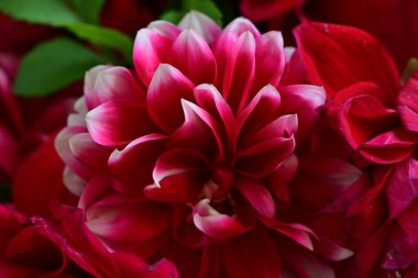 Kırmızı yıldız çiçekleri kapanıyor siyaha