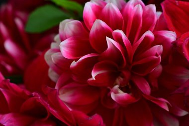 Kırmızı yıldız çiçekleri kapanıyor siyaha