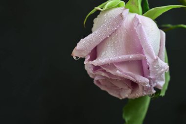 Siyah arka planda güzel bir gül çiçeği