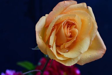 Siyah arka planda güzel bir gül çiçeği