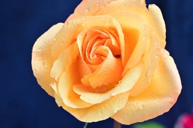 Siyah arka planda güzel bir gül çiçeği