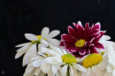 Koyu arkaplanda güzel, parlak sonbahar kasımpatıları 